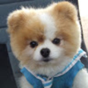 Meet your Posher, Maris